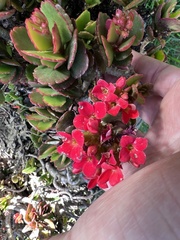 Kalanchoe blossfeldiana image