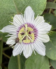 Passiflora vesicaria var. vesicaria image