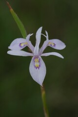 Moraea elliotii
