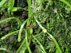 Claytonia parviflora
