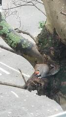 Sciurus carolinensis