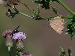 Satyrium w-album