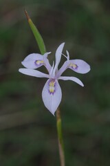 Moraea elliotii
