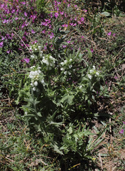 Lamium tomentosum