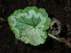 Phytomyza tiarellae