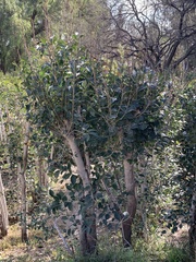 Ceratonia siliqua
