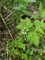Osmorhiza longistylis