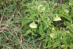 Physalis viscosa