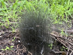 Phycomyces