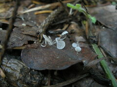 Mycena mucor