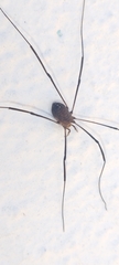 Phalangioidea