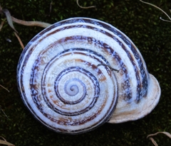 Otala lactea