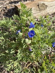 Phacelia campanularia