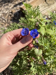 Phacelia campanularia