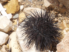 Euechinoidea