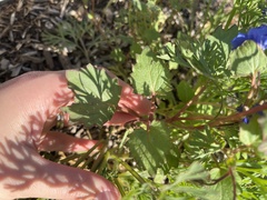 Phacelia campanularia