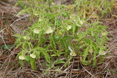 Physalis viscosa