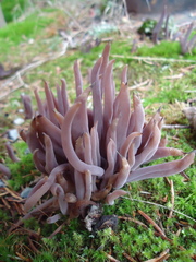 Alloclavaria