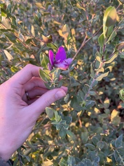 Polygala × dalmaisiana