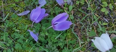 Anemone coronaria