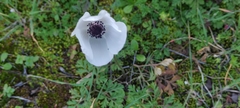 Anemone coronaria