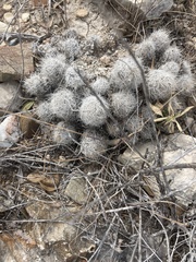 Escobaria tuberculosa