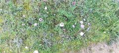 Anemone coronaria
