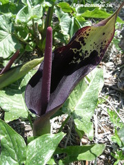 Arum dioscoridis