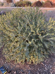 Polygala × dalmaisiana