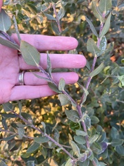 Polygala × dalmaisiana