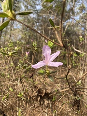 Rhododendron