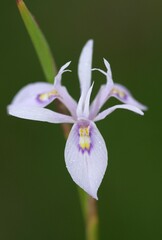 Moraea elliotii