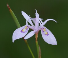 Moraea elliotii