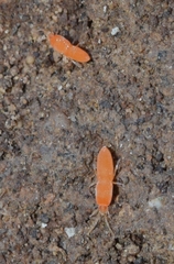 Eutrombidiidae