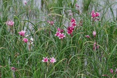 Crinum campanulatum