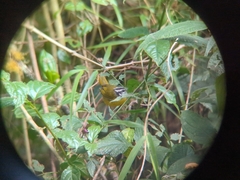 Myiothlypis basilica