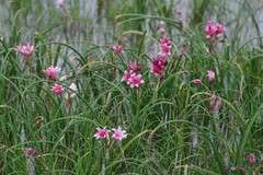 Crinum campanulatum