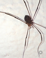 Phalangioidea