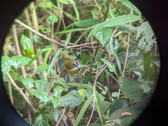 Myiothlypis basilica