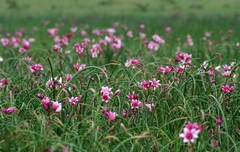 Crinum campanulatum