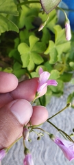 Oxalis