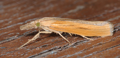 Agriphila tristella