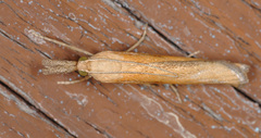 Agriphila tristella