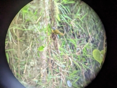 Myiothlypis basilica