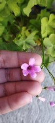 Oxalis
