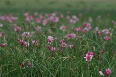 Crinum campanulatum