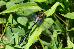 Phanogomphus quadricolor