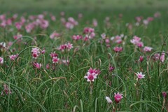Crinum campanulatum