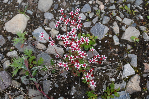 Image of Micranthes nudicaulis by no rights reserved