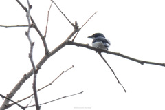 Hemipus hirundinaceus